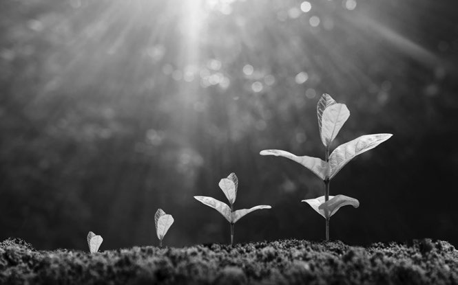 Link mapped in plant growth, solar energy
