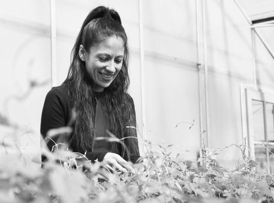 KRISTINA ALAS inspects the health and growth of new hops plants. Russell Shaffer | IANR
