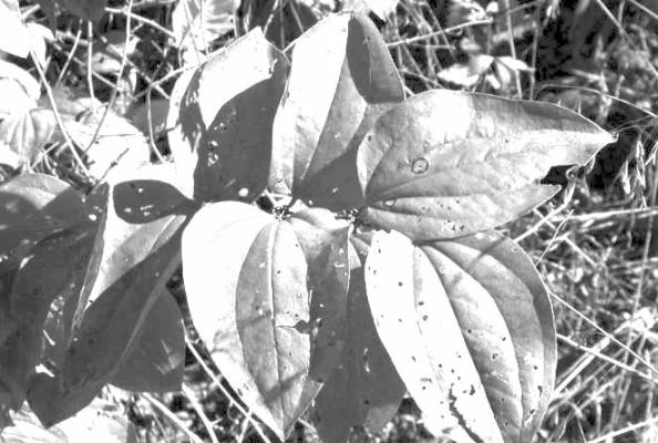 Long thorny greenbrier stems produce dense thickets of foliage.