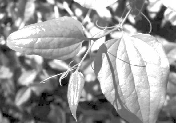 New shoots of greenbrier growth, with tendrils used for climbing.