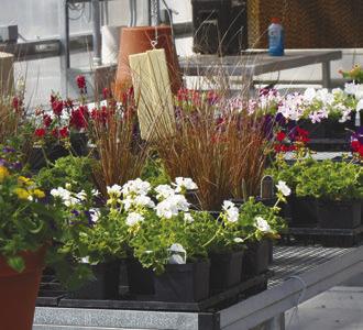 THERE WAS NO SHORTAGE of options for customers to choose from inside the greenhouse at Central City Public Schools last week during the FFA Plant Sale.