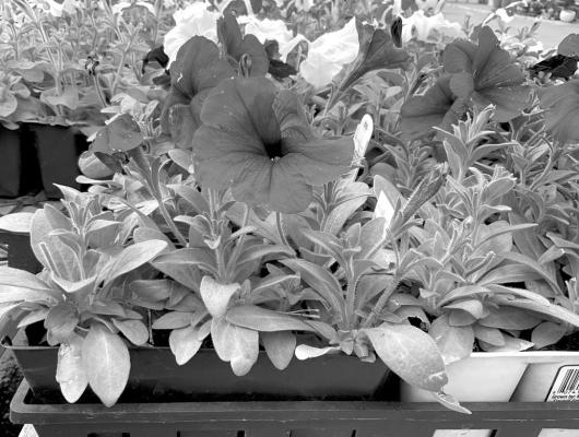 Nebraska Horticulture