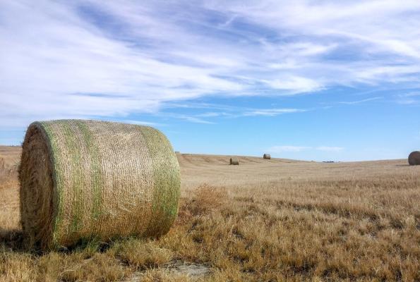 If you do need to purchase hay to fill a forage gap this winter, there are some risks that need to be considered. (Photo credit Troy Walz)