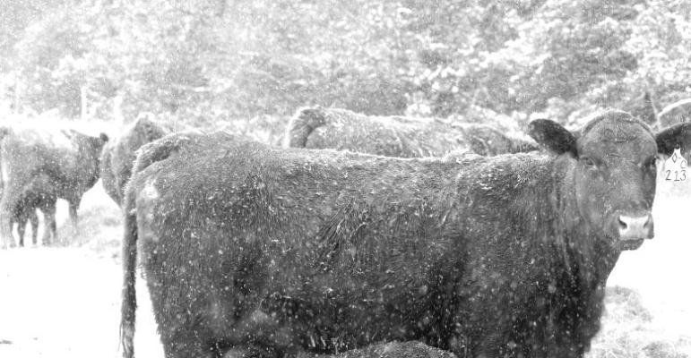 Beef producers can work with UNL veterinarians at one-day Cow-Calf College