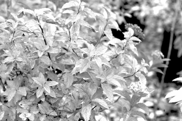 Superstar’ Bumalda spirea fall foliage color. Developed by First Editions, Bailey Nursery.