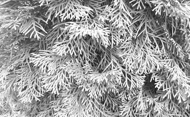 Arborvitae foliage is scale-like, similar to juniper, with somewhat flattened branches. But they are very soft to the touch, not prickly like junipers. Image from Pixabay.com.