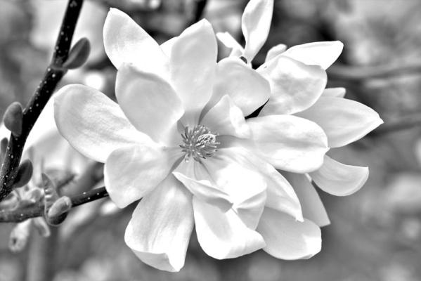 Nebraska Horticulture