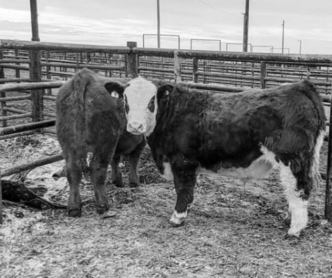 Helping Your Child Feed Their 4-H