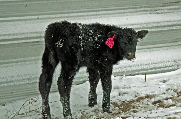 In cold and windy situations, protection for livestock will reduce cold stress and aid in calving success and energy requirements. Photo credit Troy Walz.
