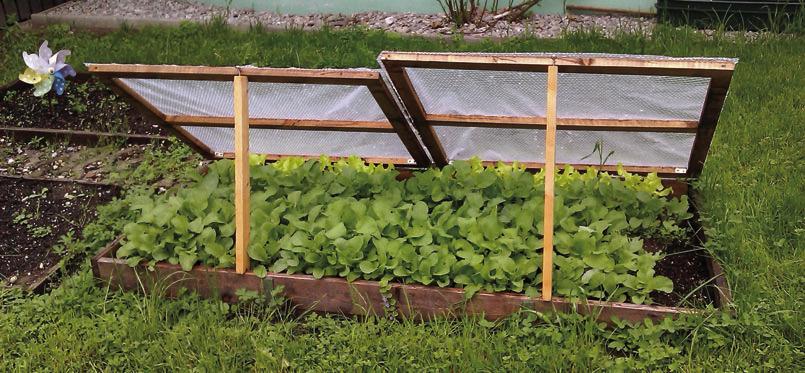 A coldframe is an unheated growing structure that provides some weather protection for crops, enabling gardeners to start growing cool season crops like this lettuce, very early in spring. Image from Pixabay. com.
