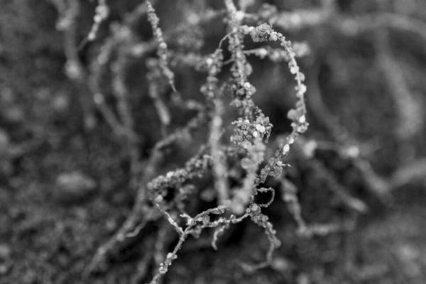 IN ADDITION TO SOYBEAN CYST NEMATODE, other damaging nematode species like root-knot nematode (RKN) can cause root damage, limiting the plant’s water and nutrient uptake, and reducing yield. United Soybean Board
