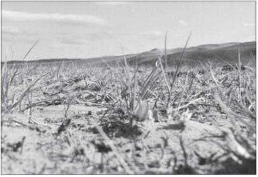 RANGELAND in Lincoln County, Nebraska two months after the February 27, 2024 Betty’s Way wildfire. Courtesy Photo
