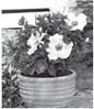 Bring Houseplants Indoors