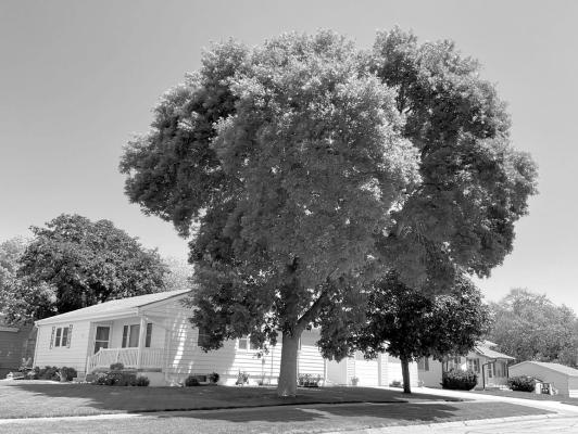 Trees planted on the south or west side of a house usually provide the greatest amount of shade in summer.