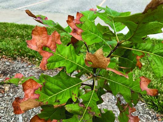 Are the dead lesions on this black oak’s leaves an environmental (watering) problem or a disease? Sarah Browning, Nebraska Extension.