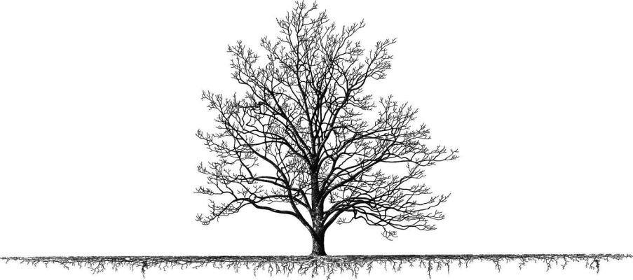 Water-absorbing tree roots are wide and shallow. Image from The Landscape Below Ground IV (G.W. Watson and D. Neely, Eds.) 1994. Landscape Below the Ground. http://landscape-below-ground.w.isa- arbor.currinda.com/