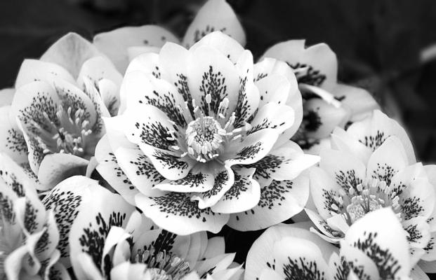 ‘Wedding Party Confetti Cake’, Helleborus hybrid. (Image from Proven Winners)