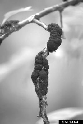 Elongated hard black swelling on twigs and branches are characteristics of black knot. Rebecca A. Melanson, Mississippi State University Extension, Bugwood.org