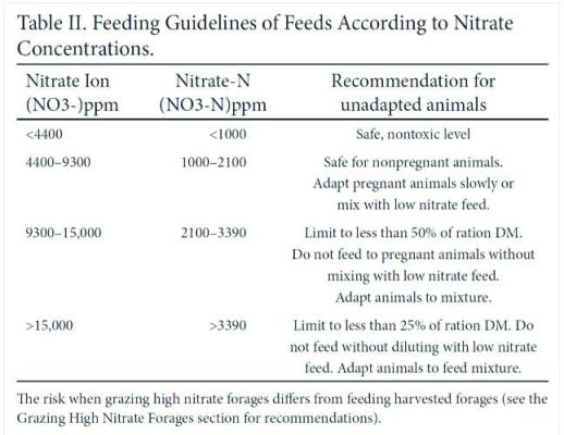 Drought-stressed Corn: A Feed Opportunity