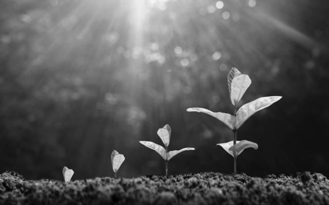 A TEAM OF RESEARCHERS at the University of Nebraska–Lincoln has mapped a new region within chloroplasts that serves as the assembly line for photosynthetic membranes. Courtesy Photo