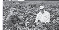 Bean breeders collaborate on climate-savvy bea