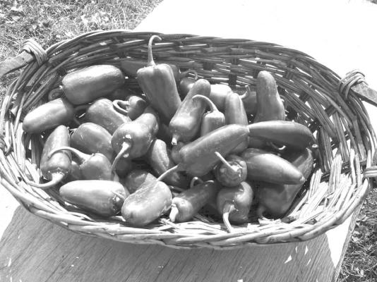 Jalapeno pepper ‘San Joaquin’