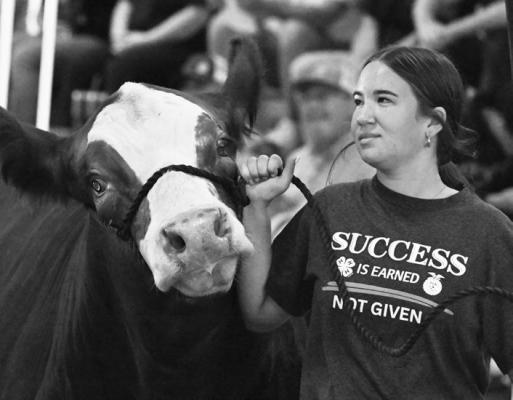 BRINLEE GALLES showed her purple ribbon market steer at the 2026 Merrick County Fair. Galles trotted her steer through the livestock premium auction last week.