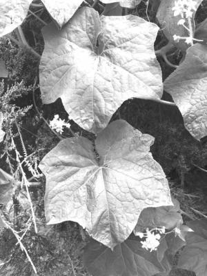 Nebraska Horticulture