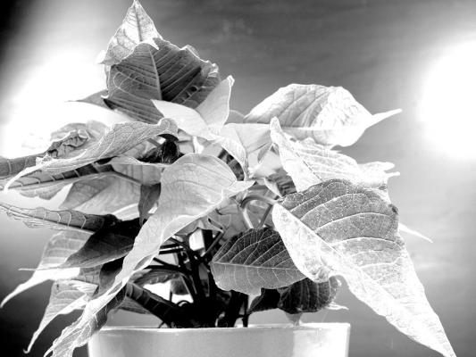 Growing a holiday poinsettia as a houseplant is not difficult and it can be rebloomed in time for the next holiday. Image from Pixabay.com.