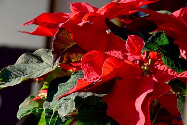 Poinsettias come in many colors and make a wonderful holiday plant. (Image from Pixabay)