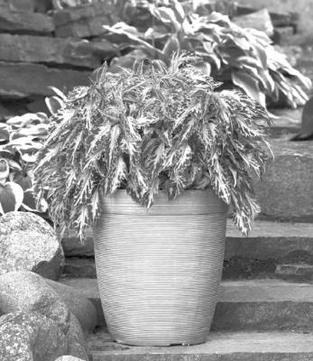 Coleus ‘Coral Candy’