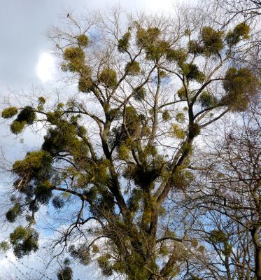 Mistletoe plants are made up of many short branched stems and are easy to see in winter after the host tree drops its foliage.
