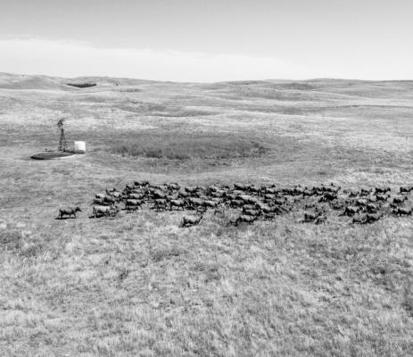 NEBRASKA NET FARM INCOME is projected to reach a record $9.96 billion in 2026, driven by higher government payments, strong livestock receipts and a rebound in crop revenue. Craig Chandler | University Communication and Marketing