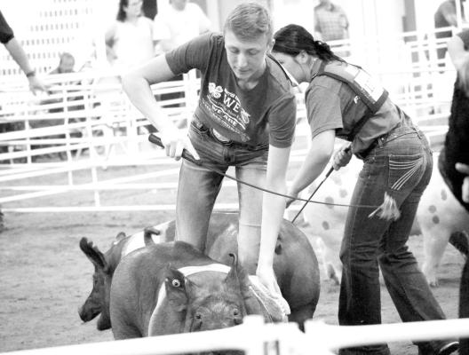 Nebraska Farm Bureau awards Student Project Grant to local FFA/4-H student