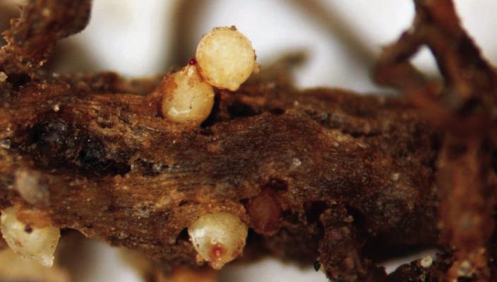 Sample for Soybean Cyst Nematode This Fall