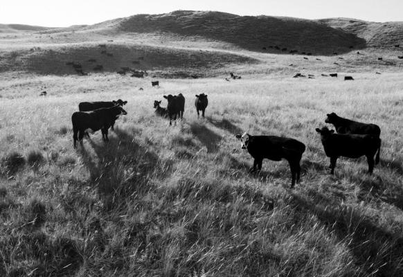 CATTLE STAND IN A FIELD between Tryon and Arthur. Livestock receipts in the state are projected to increase by sixteen percent to $3.22 billion in 2025, according to the latest projections from the University of Nebraska–Lincoln and the University of Missouri.