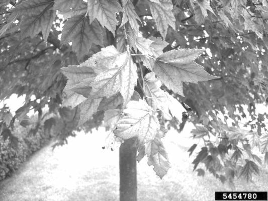 Nebraska Horticulture