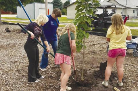 VOLUNTEERS work to plant one of the ten trees provided to the Champman Community Improvement Association during a tree planting event on September 27th. Courtesy Photo