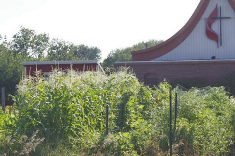 THE COMMUNAL GARDEN at the United Methodist Church in Central City features a variety of plants and vegetables. In its second year, the garden and its volunteers are learning from lessons gained last growing season. Photo by Jordan Coslor