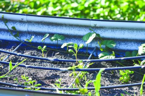 THE COMMUNAL GARDEN benefits from a drip irrigation system, installed during the garden’s inaugural year in operation in 2025.